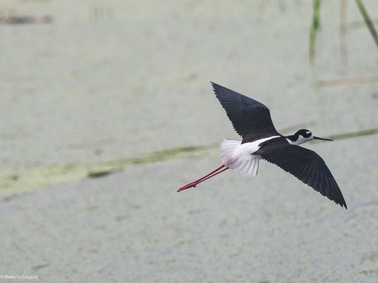 AMERIKANISCHER STELZENLÄUFER, BLACK-NECKED STILT - HIMANTOPUS MEXICANUS