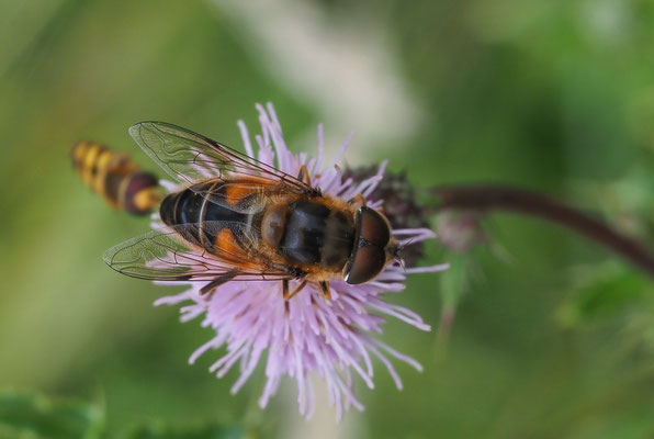 GEMEINE KEILFLECKSCHWEBFLIEGE, ERISTALIS PERTINAX
