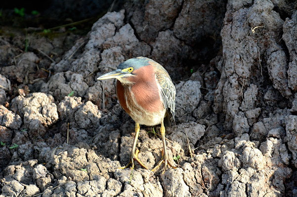 GRÜNREIHER, GREEN HERON, BUTORIDES VIRESCENS