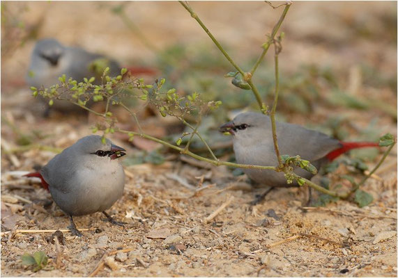 SCHÖNBÜRZELCHEN, LAVENDER WAXBILL, ESTRILDA CAERULESCENS