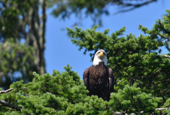 WEISSKOPFSEEADLER, BALD EAGLE,  HALIAEETUS LEUCOCEPHALUS