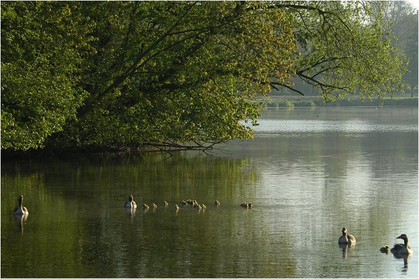 GRAUGANS, GREYLAG GOOSE, ANSER ANSER