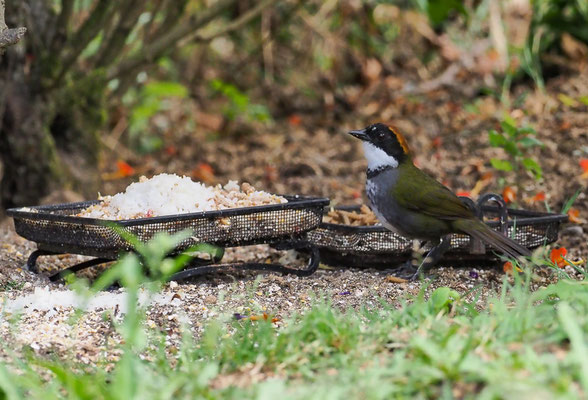 BRAUNKOPF-BUSCHAMMER, CHESTNUT-CAPPED BRUSH-FINCH, BUARREMON BRUNNEINUCHA