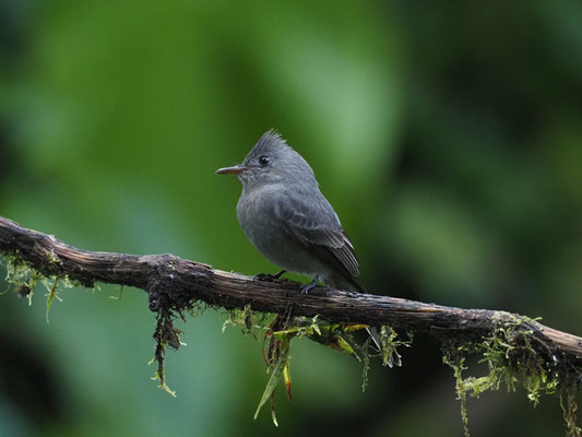 SCHIEFERTYRANN, SMOKE-COLORED PEWEE - CONTOPUS FUMIGATUS