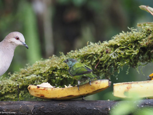 HEINE-TANGARE, BLACK-CAPPED TANAGER - TANGARA HEINEI