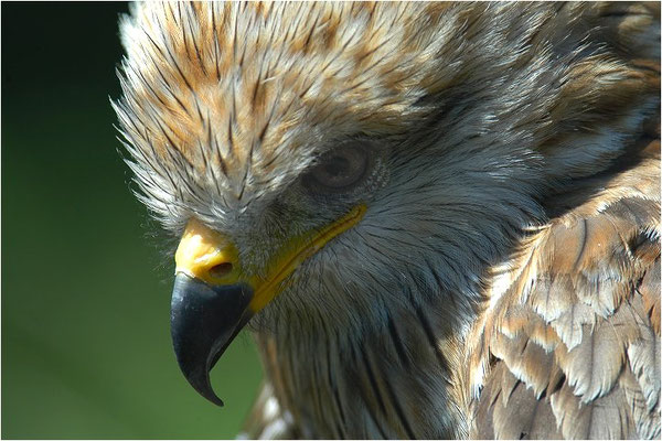 SCHWARZMILAN, BLACK KITE, MILVUS MIGRANS