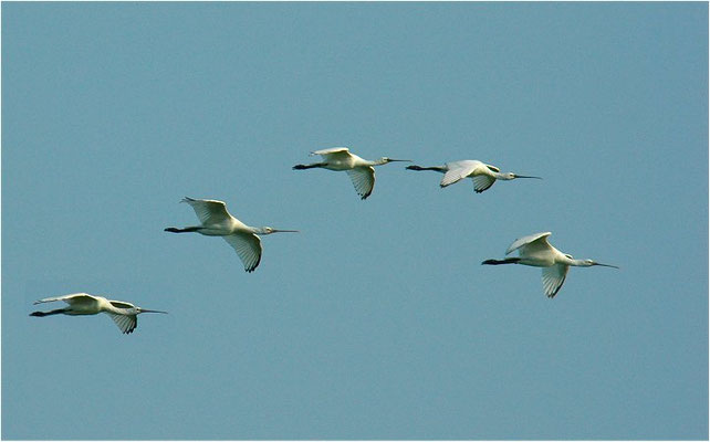 LÖFFLER, SPOONBILL, PLATALEA LEUCORODIA