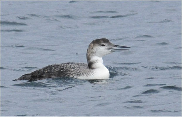 EISTAUCHER, GREAT NORTHERN LOON, GAVIA IMMER