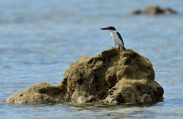 HALSBANDLIEST, COLLARED KINGFISHER, HALYCON CHLORIS