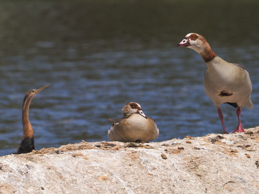 Nilgans, egyptian goose - Alopochen aegyptiaca