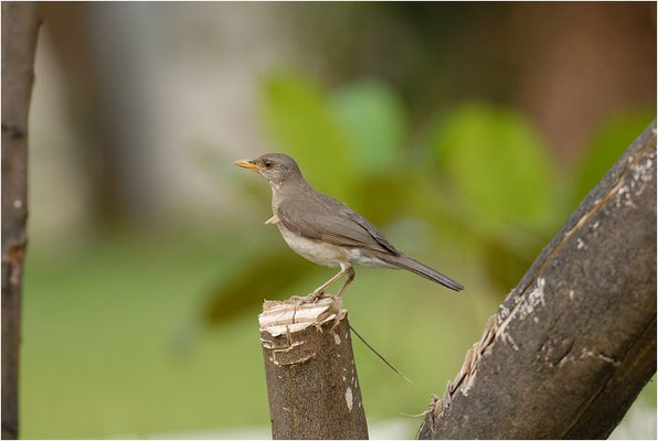 Afrikadrossel, African trush, Turdus pelios