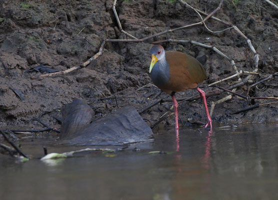 CAYENNERALLE, GRAY-NECKED WOOD-RAIL, ARAMIDES CAJANEA