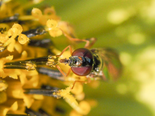 MATTE SCHWARZKOPFSCHWEBFLIEGE, MELANOSTOMA SCALARE