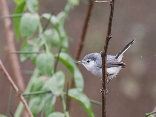 Weißbrauen-Mückenfänger, White-browed Gnatcatcher - Polioptila bileneata