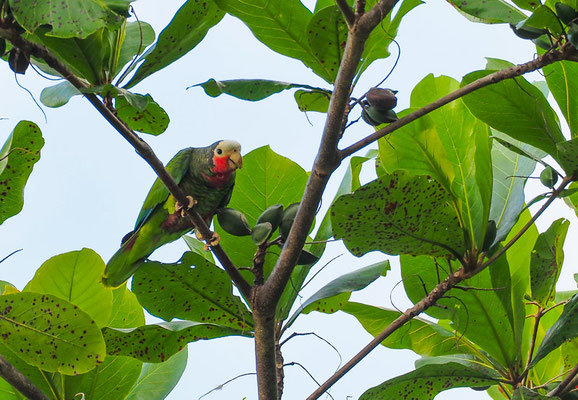 Die Kuba-Amazone ist endemisch in Kuba und selten geworden.