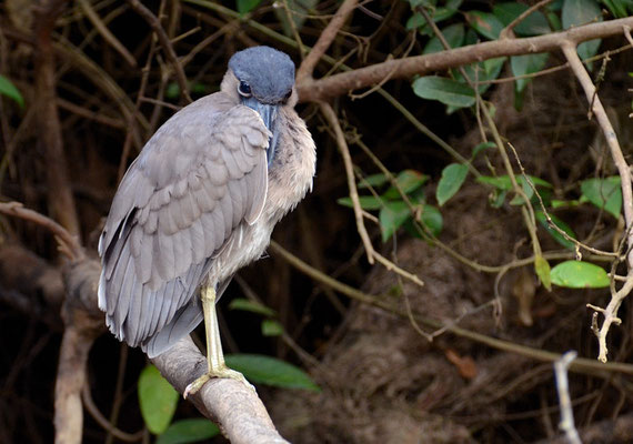 KAHNSCHNABEL, BOAT-BILLED HERON, COCHLEARIUS COCHLEARIUS