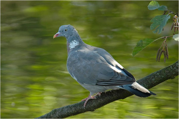 RINGELTAUBE, WOOD PIGEON,  COLUMBA PALUMBUS