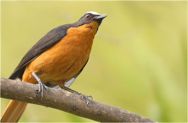 SCHUPPENKOPFRÖTEL, WHITE-CROWNED ROBIN-CHAT, COSSYPHA ALBICAPILLA