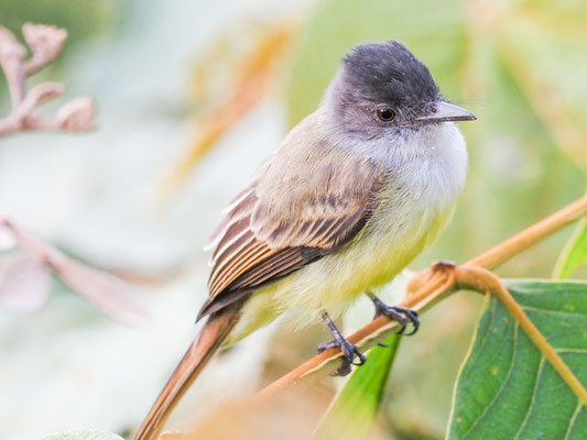 Schwarzkappen-Schopftyrann, Dusky-capped Flycatcher - Myiarchus tuberculifer