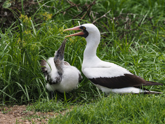 NAZCATÖLPEL, NAZCA BOOBY - SULA GRANTI