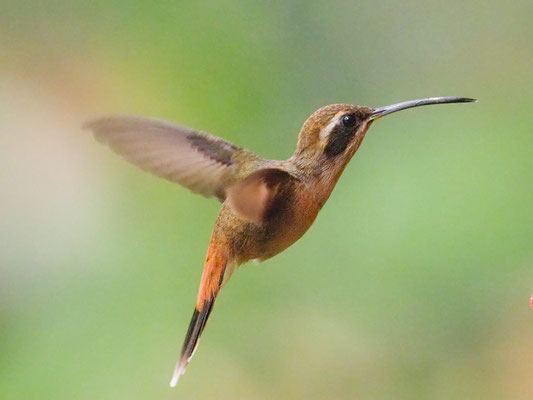 STREIFENKEHL-SCHATTENKOLIBRI, STRIPE-THROATED HERMIT - PHAETORNIS STRIIGULARIS