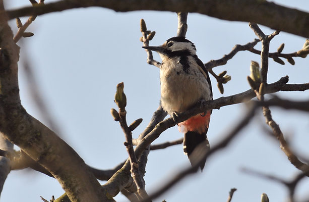 BLUTSPECHT, SYRIAN WOODPECKER, DENDROCOPUS SYRIACUS