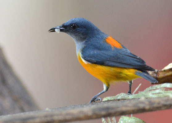 ORANGEBAUCH-MISTELFRESSER, ORANGE-BELLIED  FLOWERPECKER, DICAEUM TRIGONOSTIGMA - THAILAND