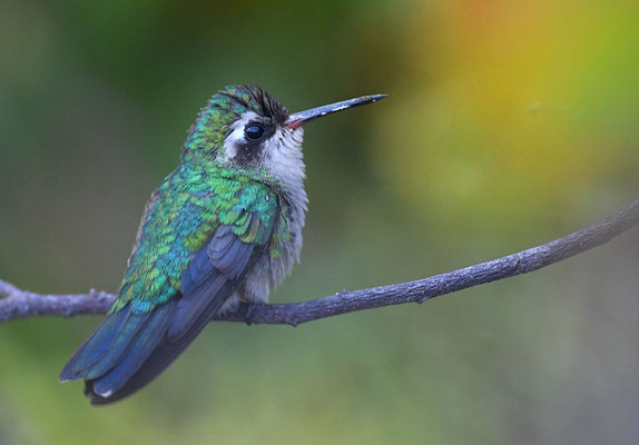 GOLDBAUCHSMARAGDKOLIBRI, GLITTERING-BELLIED EMERALD, CHLORSTILBON LUCIDUS