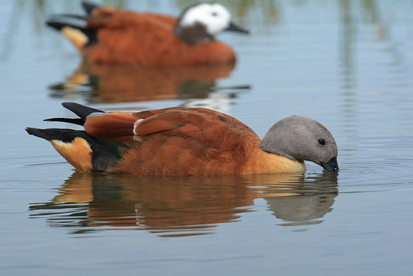 GRAUKOPFKASARKA, SOUTH AFRICAN SHELDUCK, TADORNA CANA