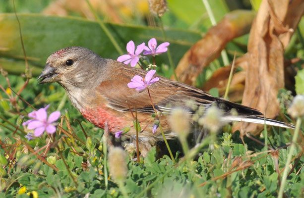 HÄNFLING, LINNET, CARDUELIS CANNABINA