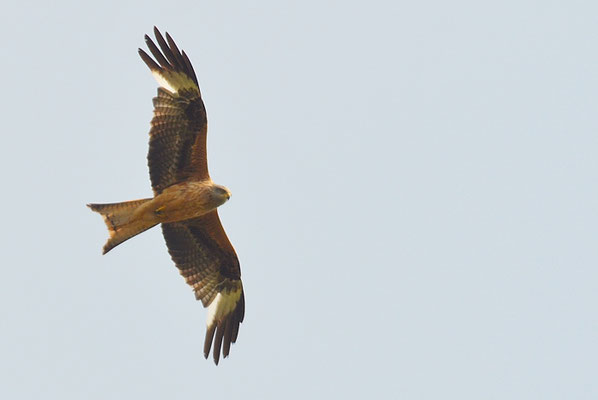 ROTMILAN, RED KITE, MILVUS MILVUS