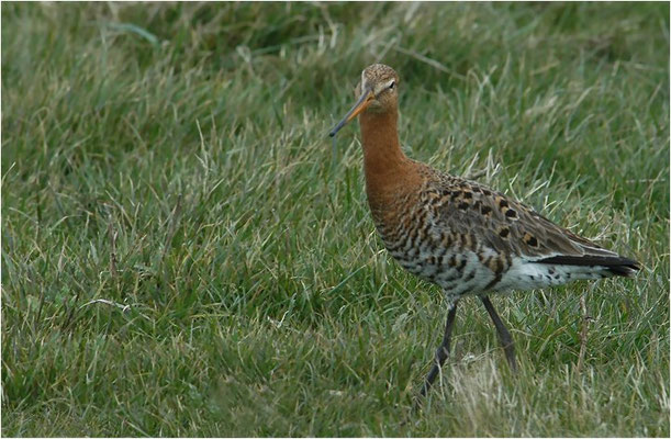 UFERSCHNEPFE, BLACK-TAILED GODWIT, LIMOSA LIMOSA