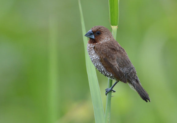 MUSKATFINK, SCALY-BREASTED MUNIA, LONCHURA PUNCTULATA 