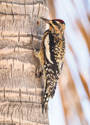 Ein Gelbbauchsaftlecker (Yellow-bellied Sapsucker), eine Spechtart, die vor allem in Nordamerika brütet, beim Ringeln.