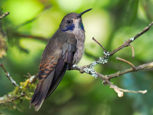 BRAUNER VEILCHENOHRKOLIBRI, BROWN VIOLETEAR - COLIBRI DELPHINAE