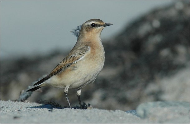 STEINSCHMÄTZER, WHEATEAR, OENANTHE OENANTHE