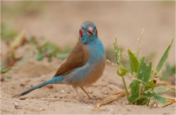 SCHMETTERLINGSFINK, RED-CHEEKED CORDON-BLEU, URAEGINTHUS BENGALUS