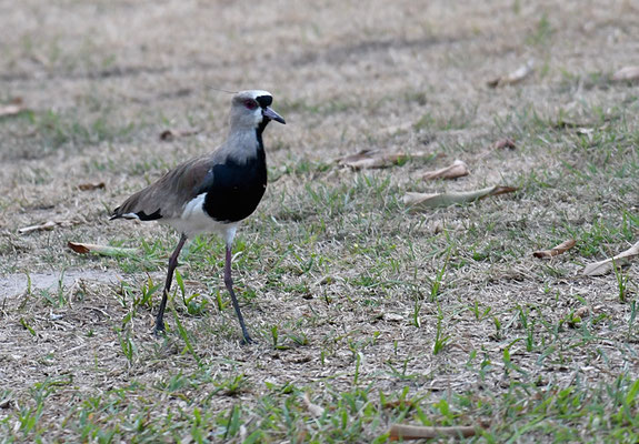 BRONZEKIEBITZ, SOUTHERN LAPWING, VANELLUS CHILENSIS