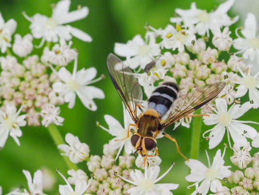 LEUCOZONA GLAUCIA, BLAUE BREITBANDSCHWEBFLIEGE