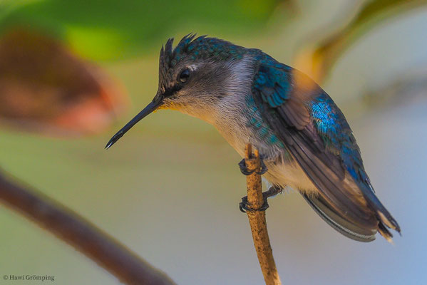 Bienenelfe, Bee hummingbird, Melisuga helenae