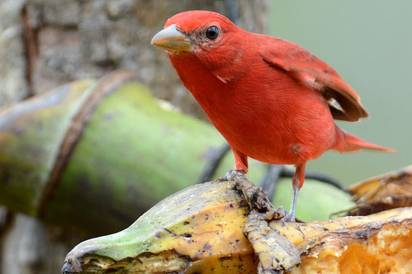 SOMMERTANGARE, SUMMER TANAGER, PIRANGA RUBRA