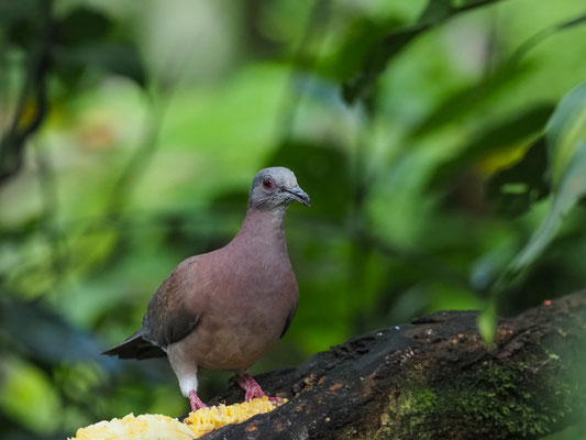ROTRÜCKENTAUBE, PALE-VENTED PIGEON - PATAGIOENAS CAYENNENSIS