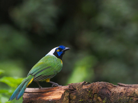 GRÜNHÄHER, GREEN JAY - CYANOCORAX YNCAS
