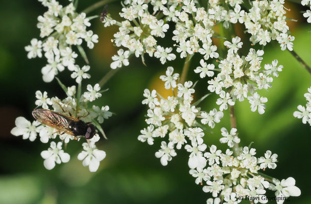 KLEINE ERZSCHWEBFLIEGE, CHEIILOSIA PAGANA