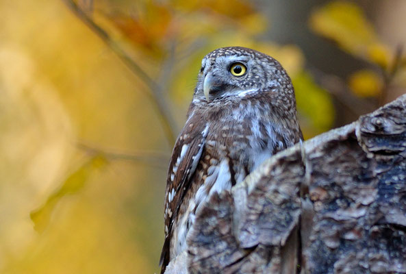 SPERLINGSKAUZ, PYGMY OWL, GLAUCIDIUM PASSERINUM