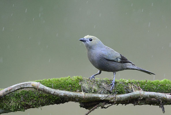 PALMENTANGARE, PALM TANAGER, THRAUPIS PALMARUM