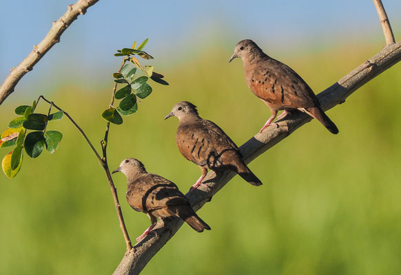 ROSTTÄUBCHEN, RUDDY GROUND DOVE, COLUMBINA TALPACOTI