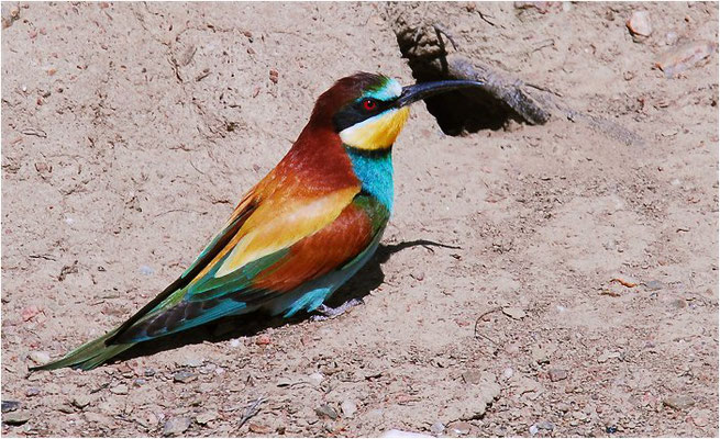 BIENENFRESSER, EUROPEAN BEE-EATER, MEROPS APIASTER