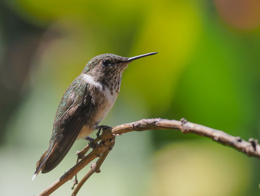 VULKANELFE, VOLCANO HUMMINGBIRD, SELASPHORUS FLAMMULA