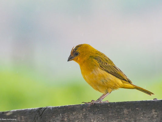 SAFRANAMMER, SAFFRON FINCH - SICALIS FLAVEOLA